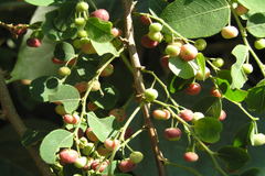 Phyllanthus reticulatus